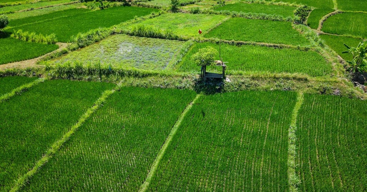 Tegallalang rice terraces in Ubud, Bali with lush green tiers and palm trees