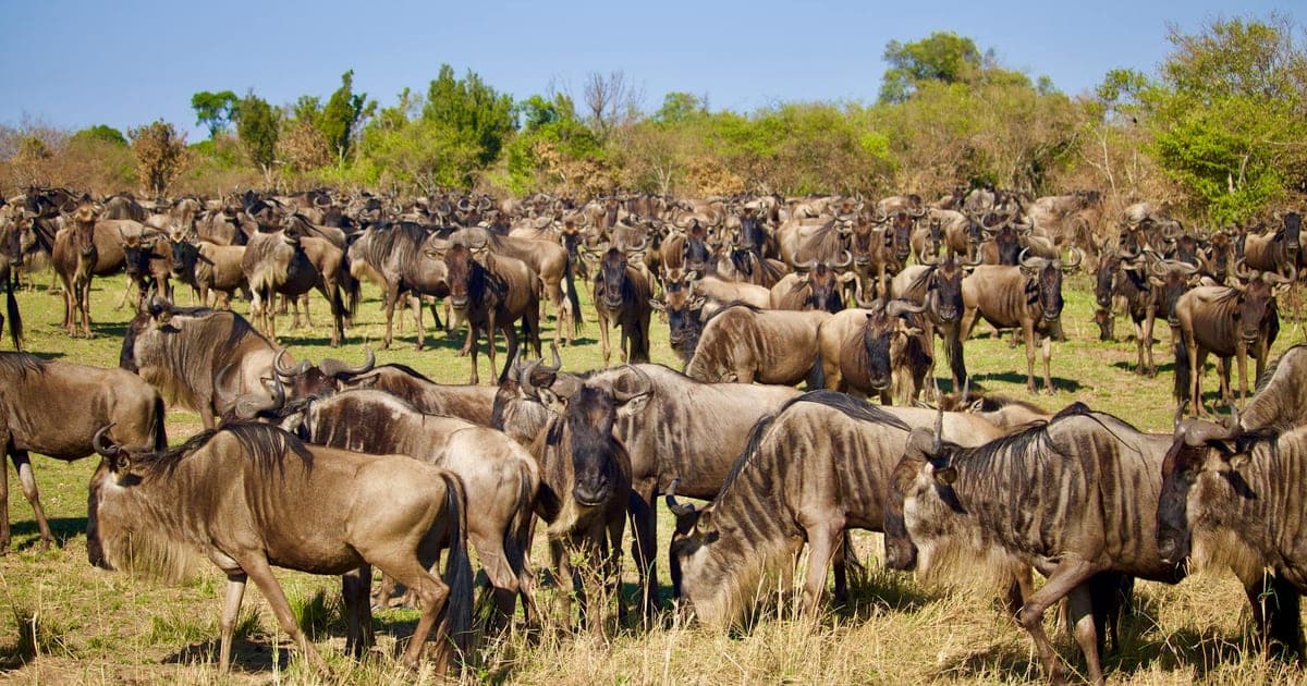 Wildebeest herd crossing the Mara River during the Great Migration in Kenya