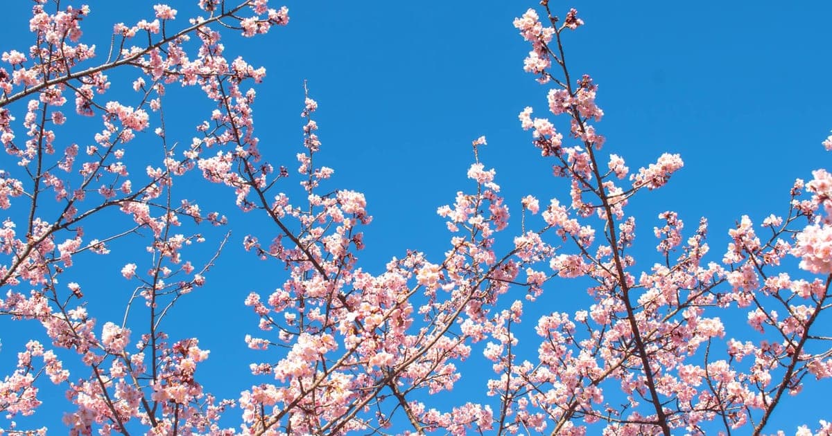 Cerejeiras em plena floração ao longo do rio Meguro, em Tóquio, com pétalas cor-de-rosa