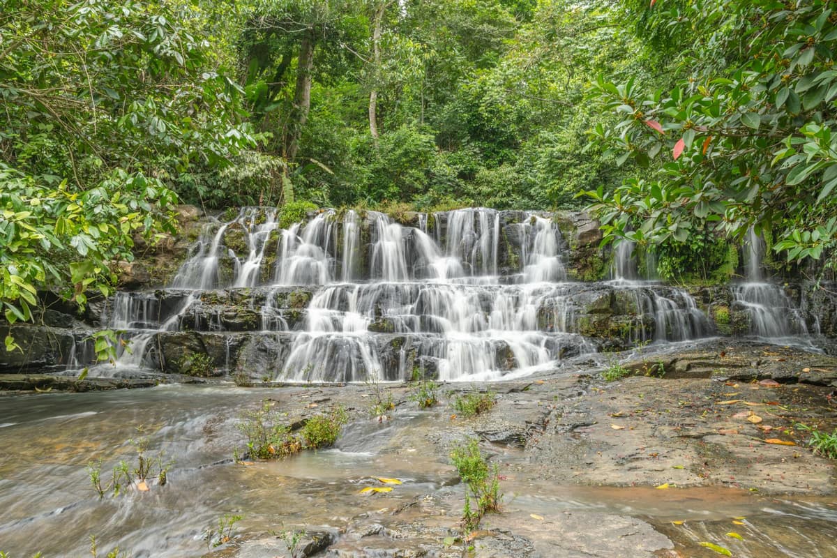 Copa exuberante de floresta tropical vista de um eco-lodge sustentável, névoa subindo sobre as copas das árvores ao amanhecer
