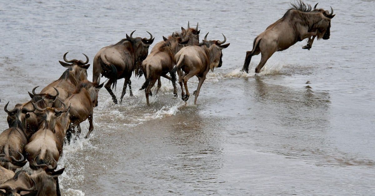 Ñus saltando al cruzar un río durante la Gran Migración, con el agua salpicando alrededor de la manada