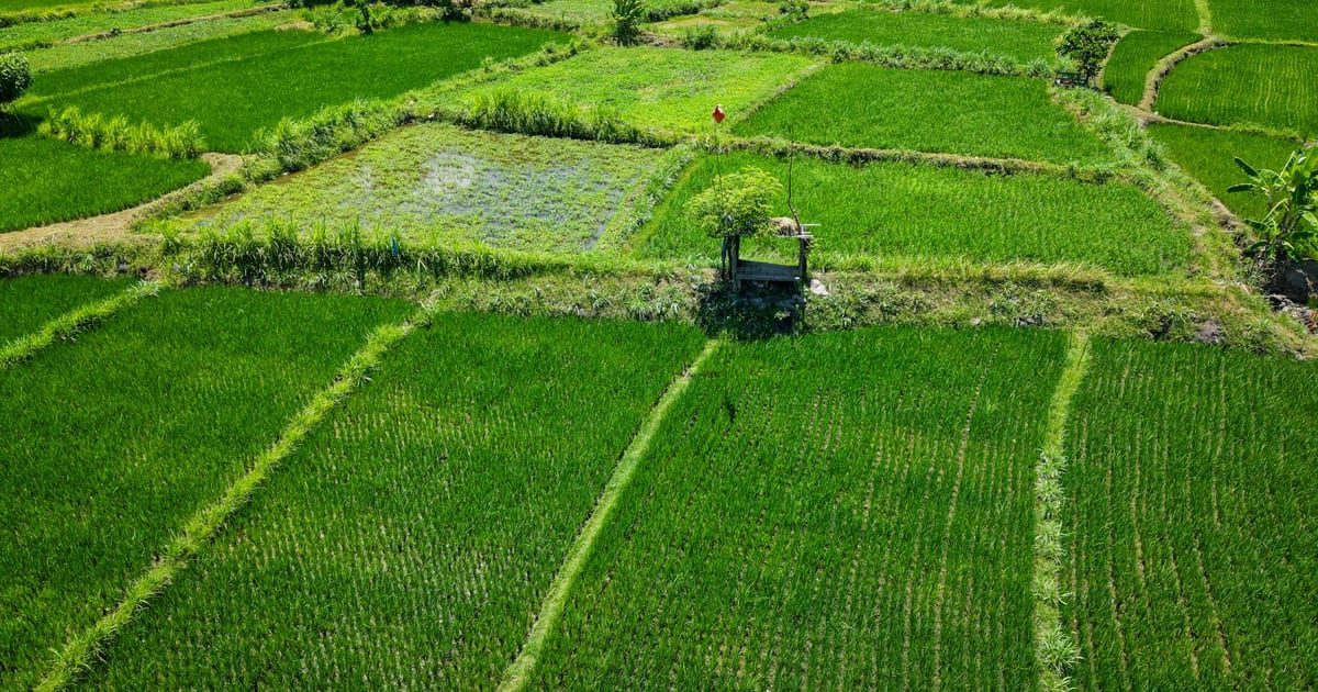 Terrazas de arroz de Tegallalang en Ubud, Bali con niveles verdes y palmeras
