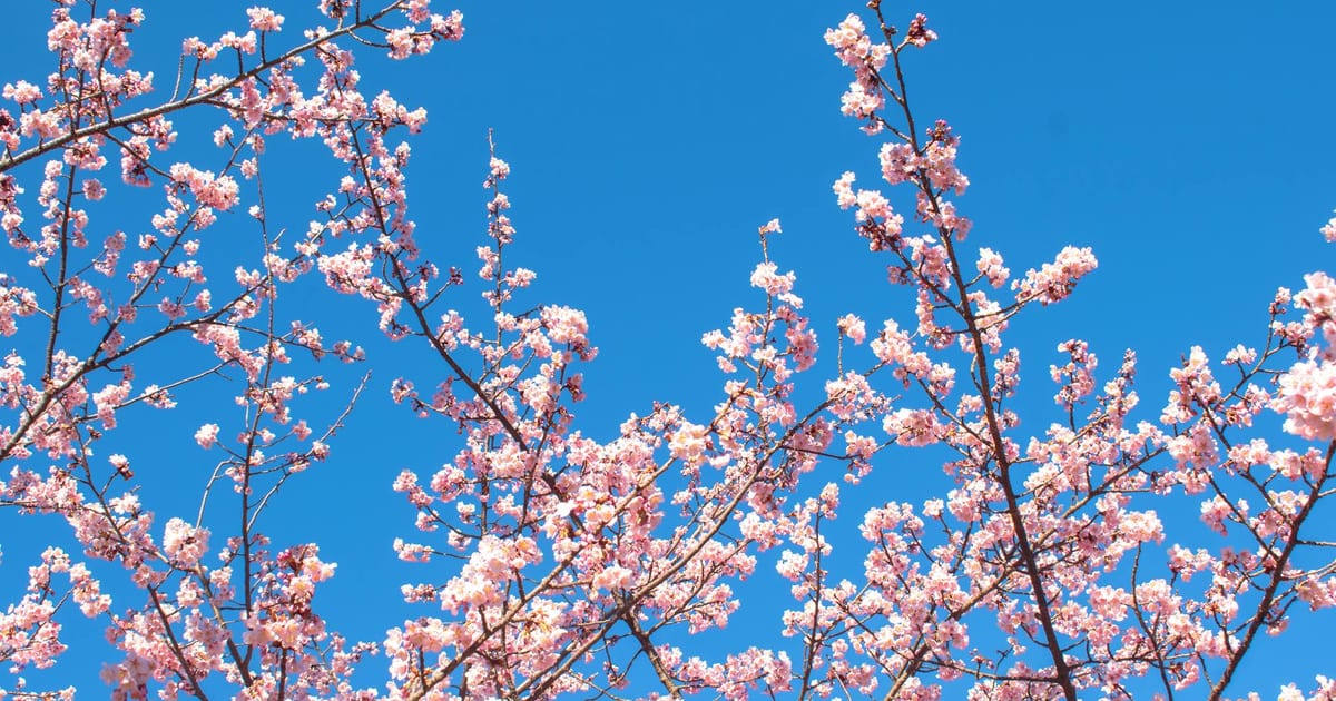 Cerezos en plena floración a lo largo del río Meguro en Tokio con pétalos rosas
