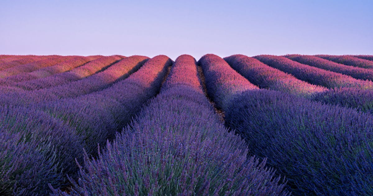 Campi di lavanda in Provenza con un casolare in pietra illuminato dalla luce dorata del pomeriggio